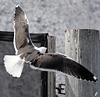 juvenile LBBG in October, ringed in Norway. (131273 bytes)